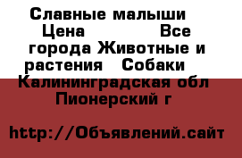 Славные малыши! › Цена ­ 10 000 - Все города Животные и растения » Собаки   . Калининградская обл.,Пионерский г.